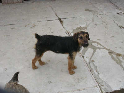 Sunia w typie terriera