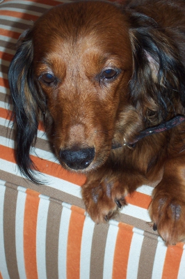 Kora