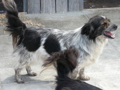 Inka