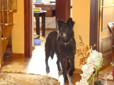  Sonia 