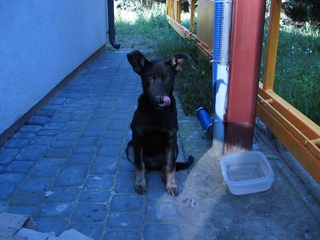 Ambra