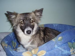 Misia