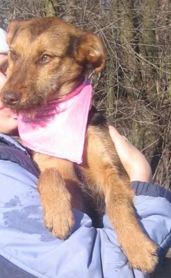 Tola