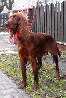 Afra