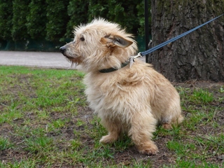 Juka