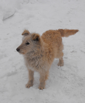 Oskar
