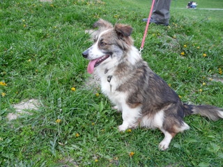 Lusia