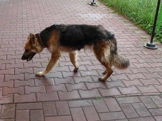 Cassi