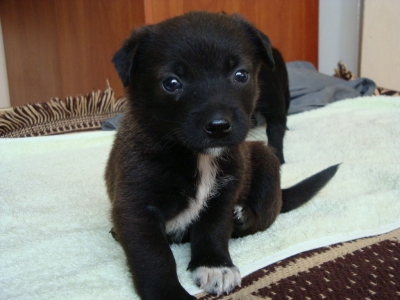 Nela