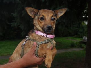 Zorka