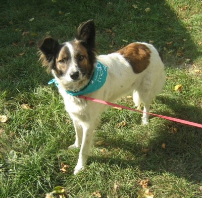 Łatka sunia  border collie mix