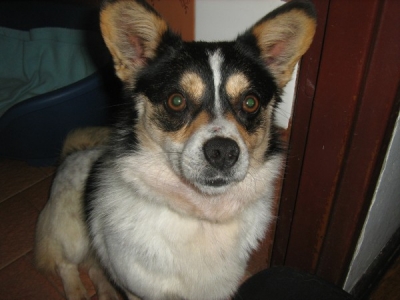 Olinka