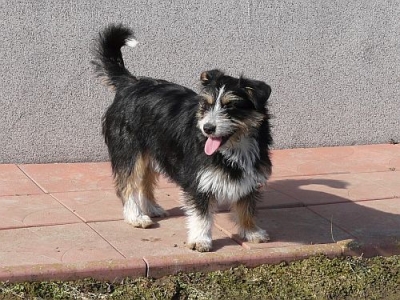 Mika