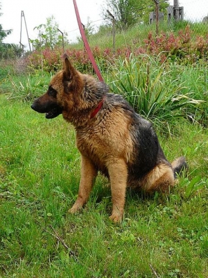 Carmen
