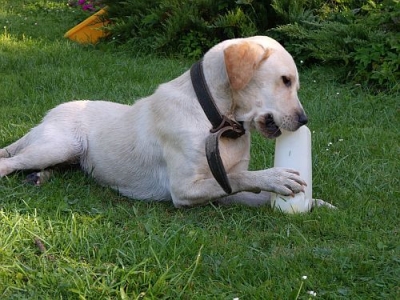Labradorka Fifi