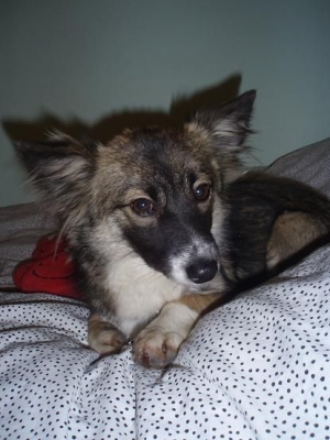 Misia