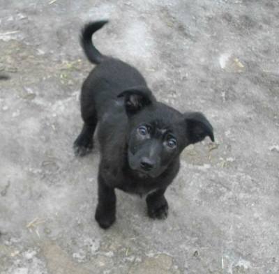 Gufi