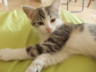 Luizka