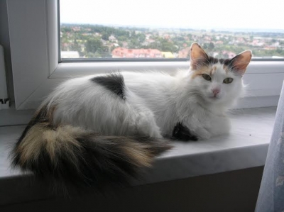 Telma