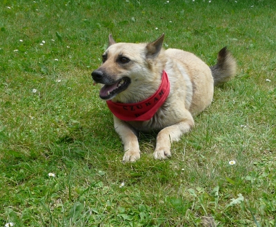 Lusia