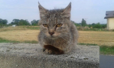 Nela
