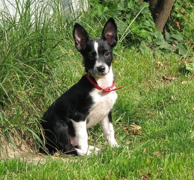 Lola
