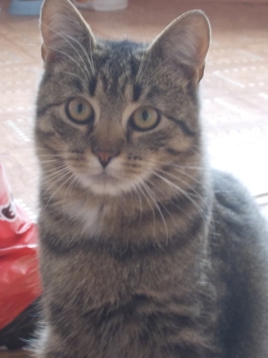 Florian