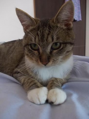Gustaw