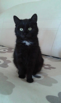 Lila