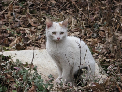 Kawa