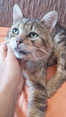 Gutek