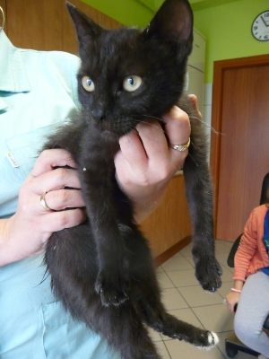 Tuliś