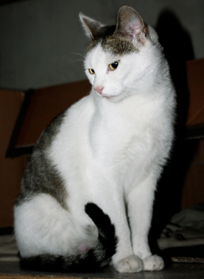 Lunka
