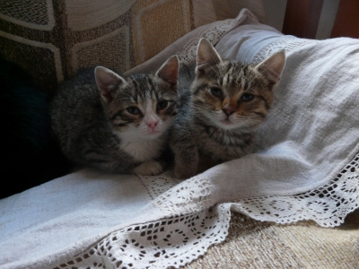 Pixie i Dixie