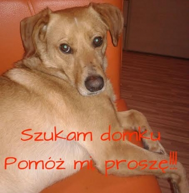 Morel