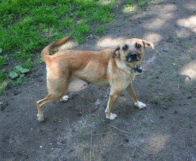 Aschita