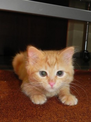 Fionka