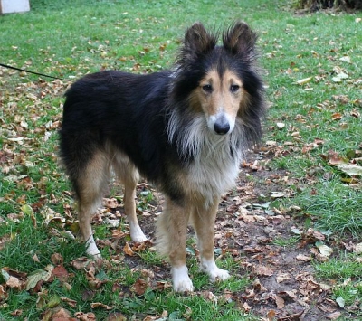 Ares