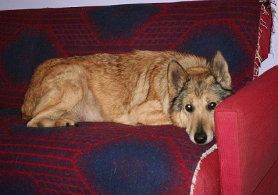 LISIA