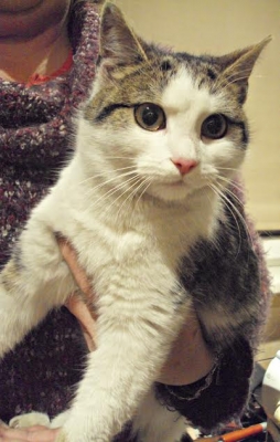 MAJA