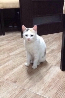 Anielka