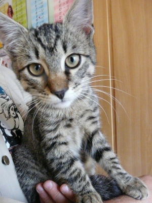 Lucek
