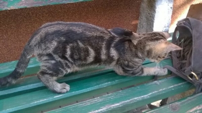 Pandorka