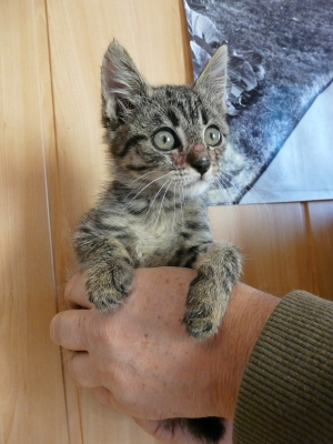 MAŁGOSIA