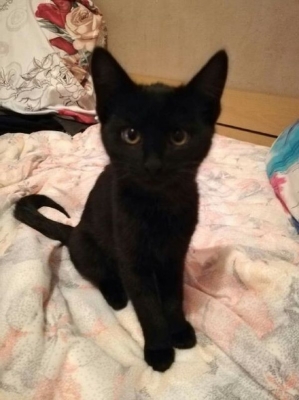 Mirabelka