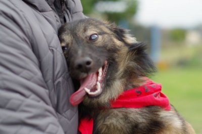 Drako
