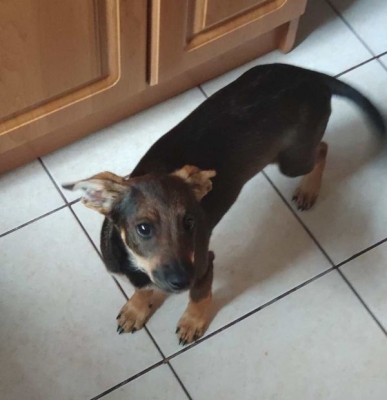 Malti