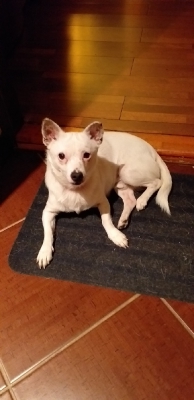 Feluś