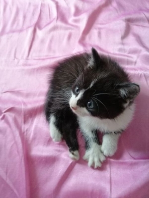 Lusi