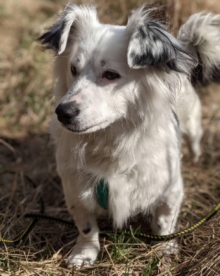 Felka 